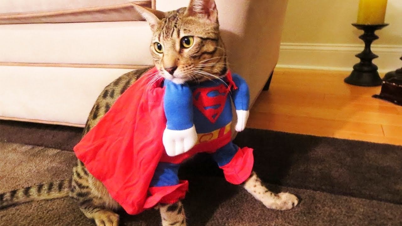 Supercat. Супер кошка. Кот в костюме Супермена. Кот герой. Кошка Супермен.