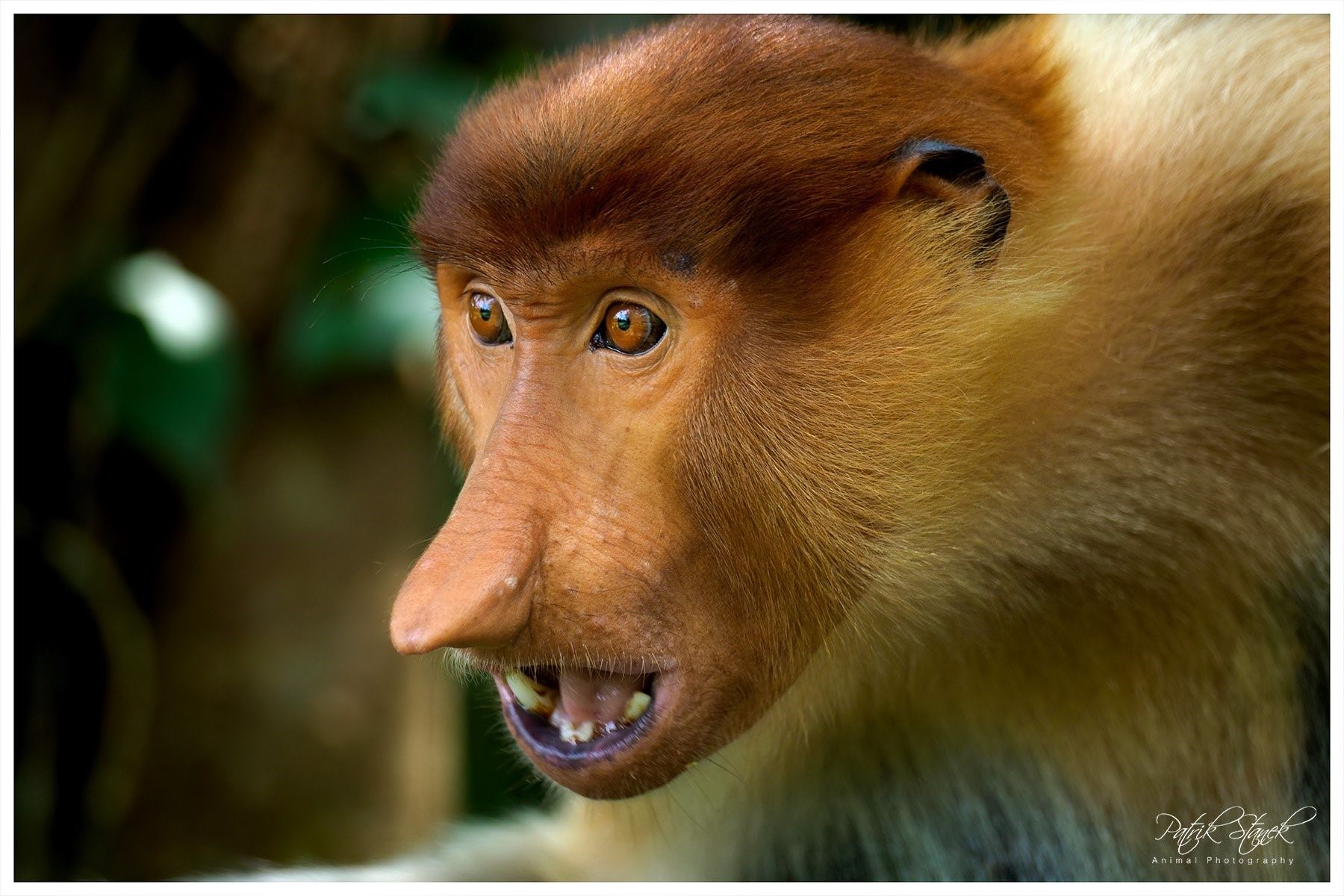 Носатые обезьяны в Малайзии