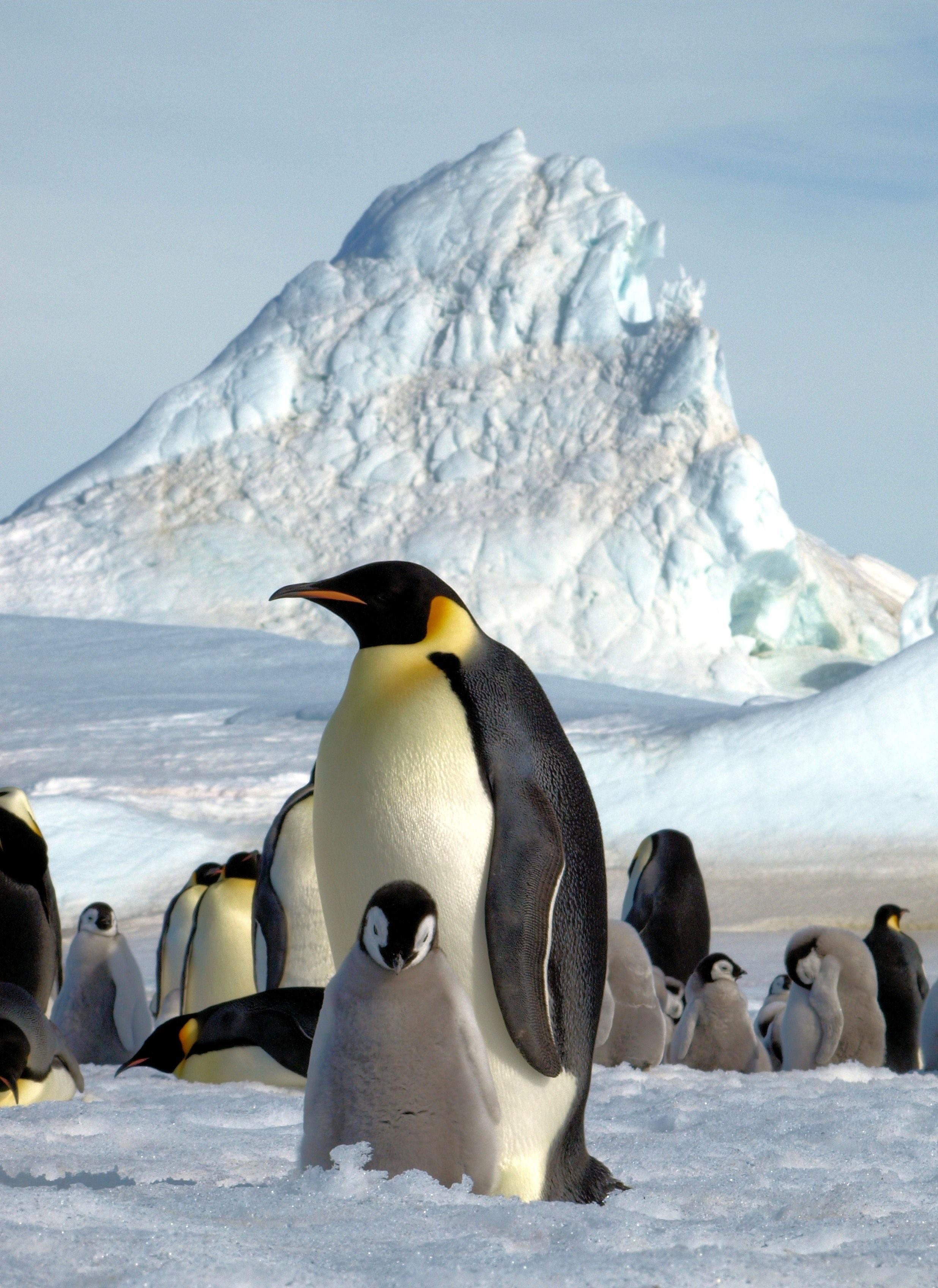 Почему медведи не охотятся на императорских пингвинов. Антарктида материк пингвины. Императорский Пингвин в Антарктиде. Животные Антарктиды пингвины. Императорский Пингвин Антарктида Континент.