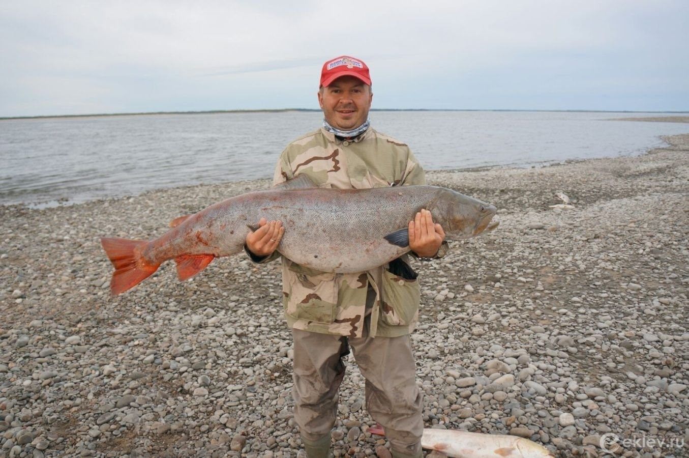 Большой ленок. Таймень рыба Якутия. Рыбалка на тайменя на реке Лена. Рыбалка на реке Лена Якутия. Рыбалка на тайменя в Якутии.