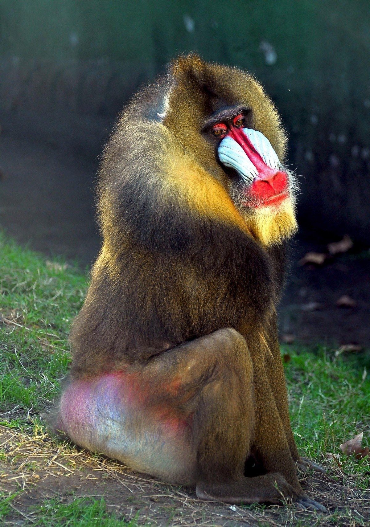 Картинка жопа обезьяны