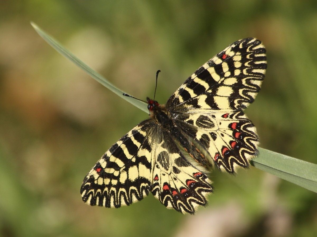 Крупные бабочки краснодарского края фото и названия