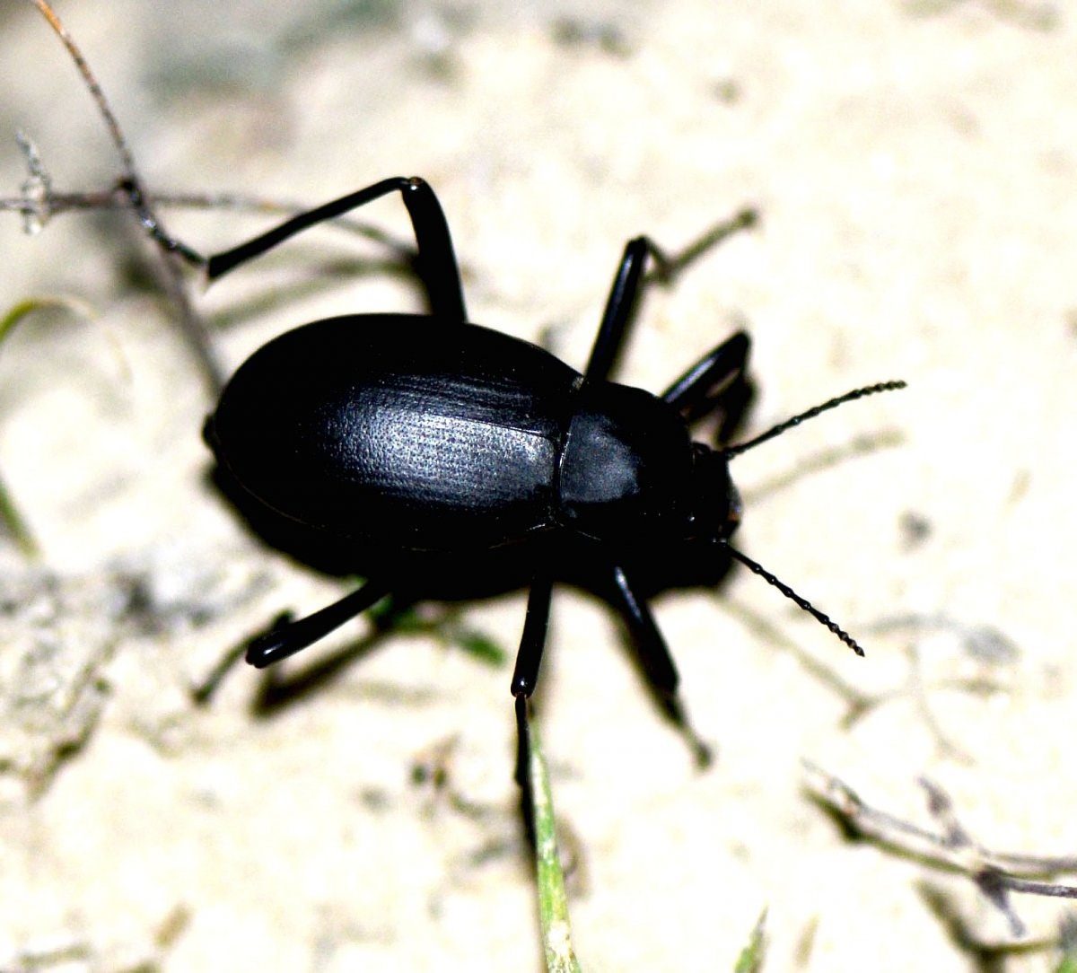Большие черные жуки в квартире фото