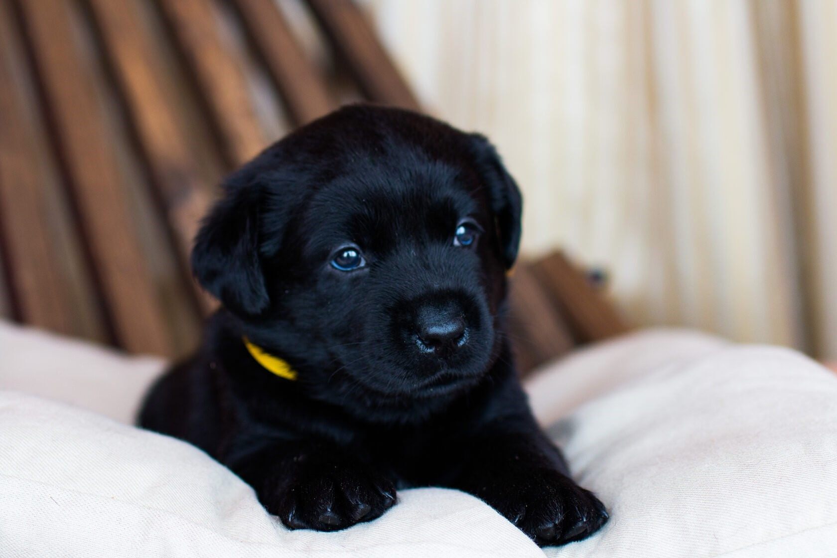 Черный лабрадор девочка щенок