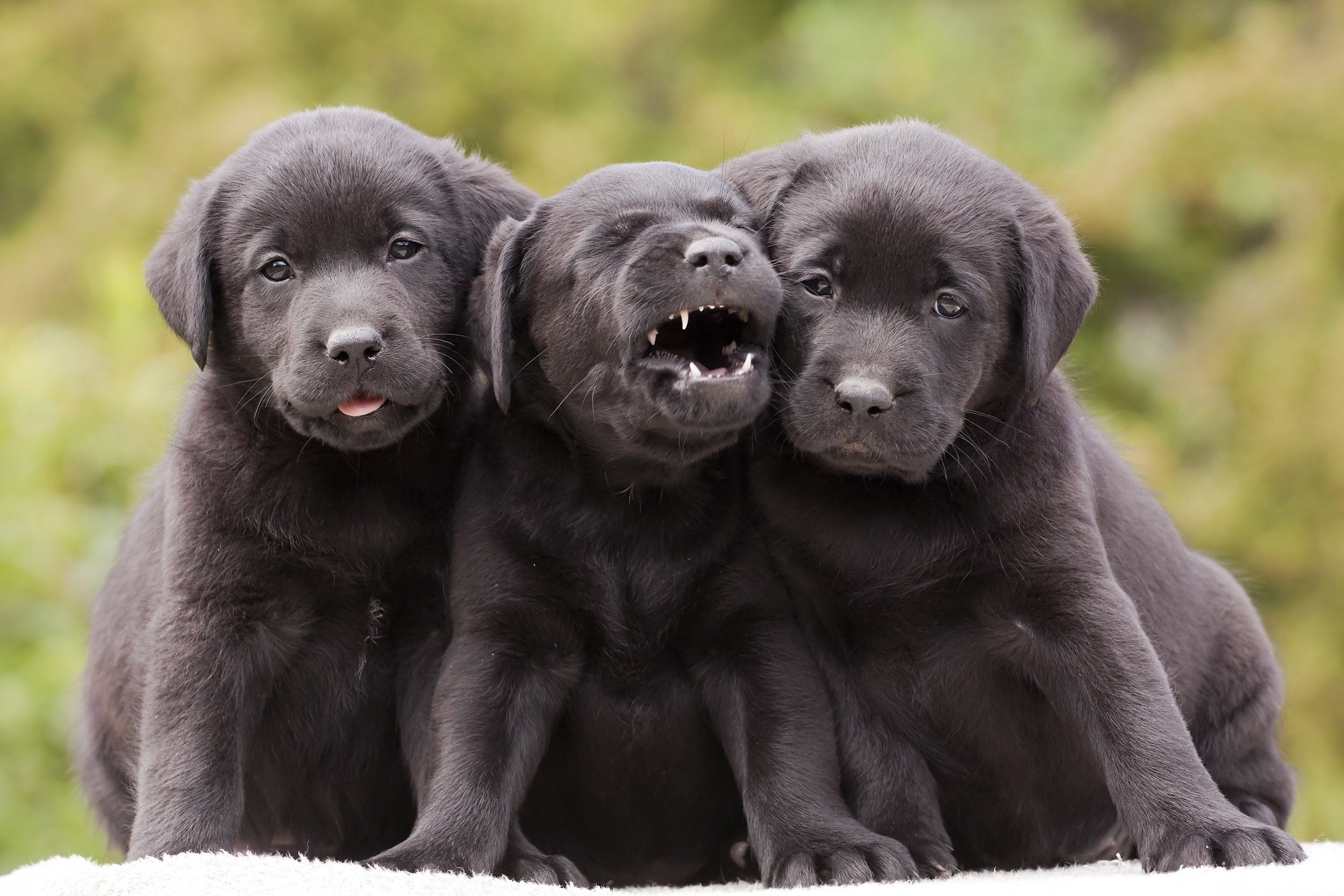 фото щенков черного цвета