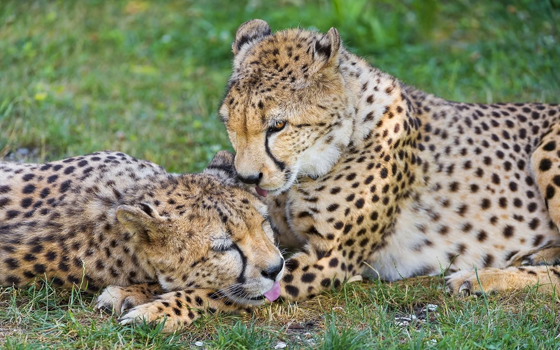 Гепард и леопард. Шиншилловый гепард. Семейство кошачьих гепард. Маленький гепард. Леопард Ягуар гепард Детеныши.