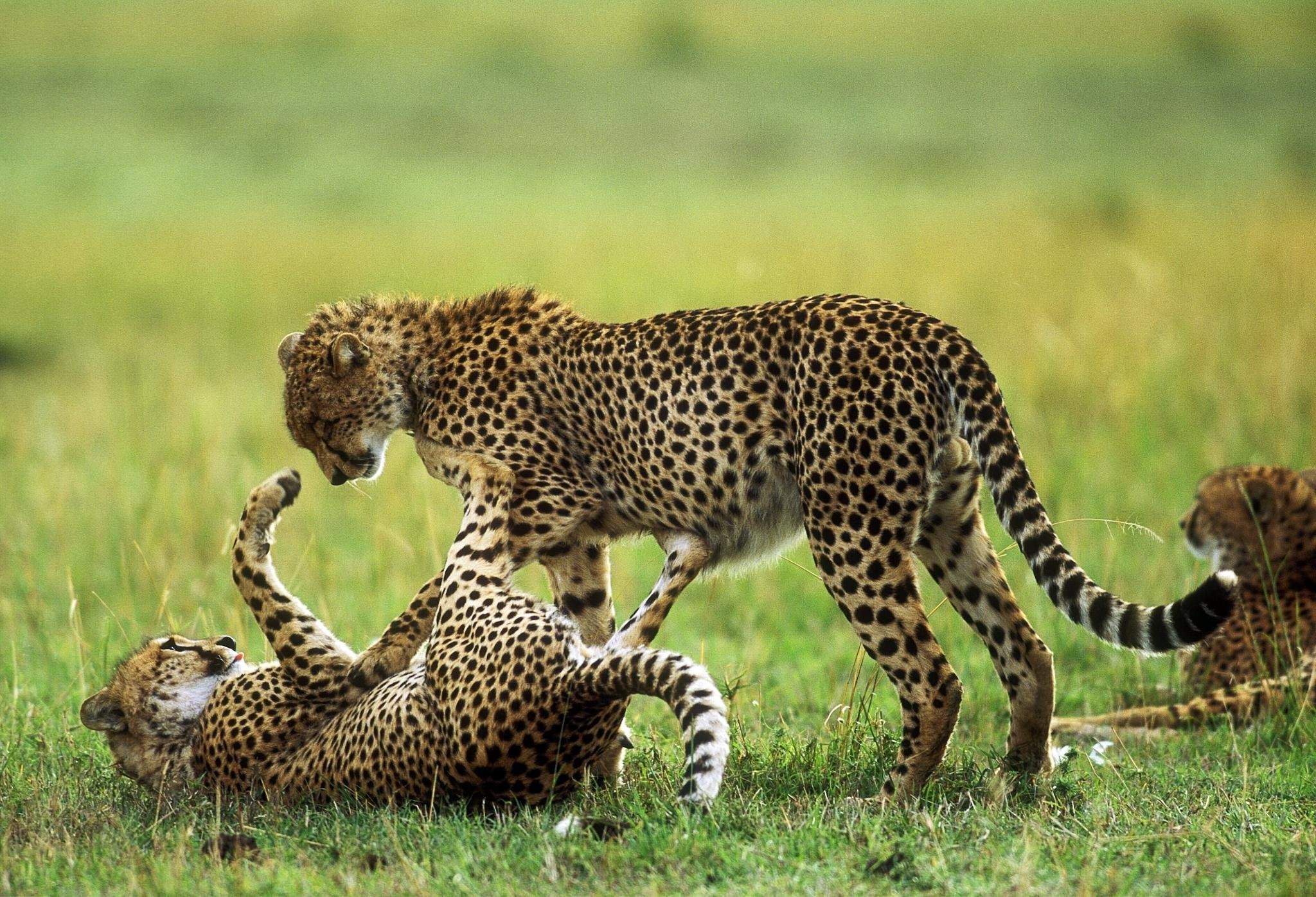 Гепард и леопард. Гепард animal Planet. Гепард и леопард разница между ними. Канал животный мир.