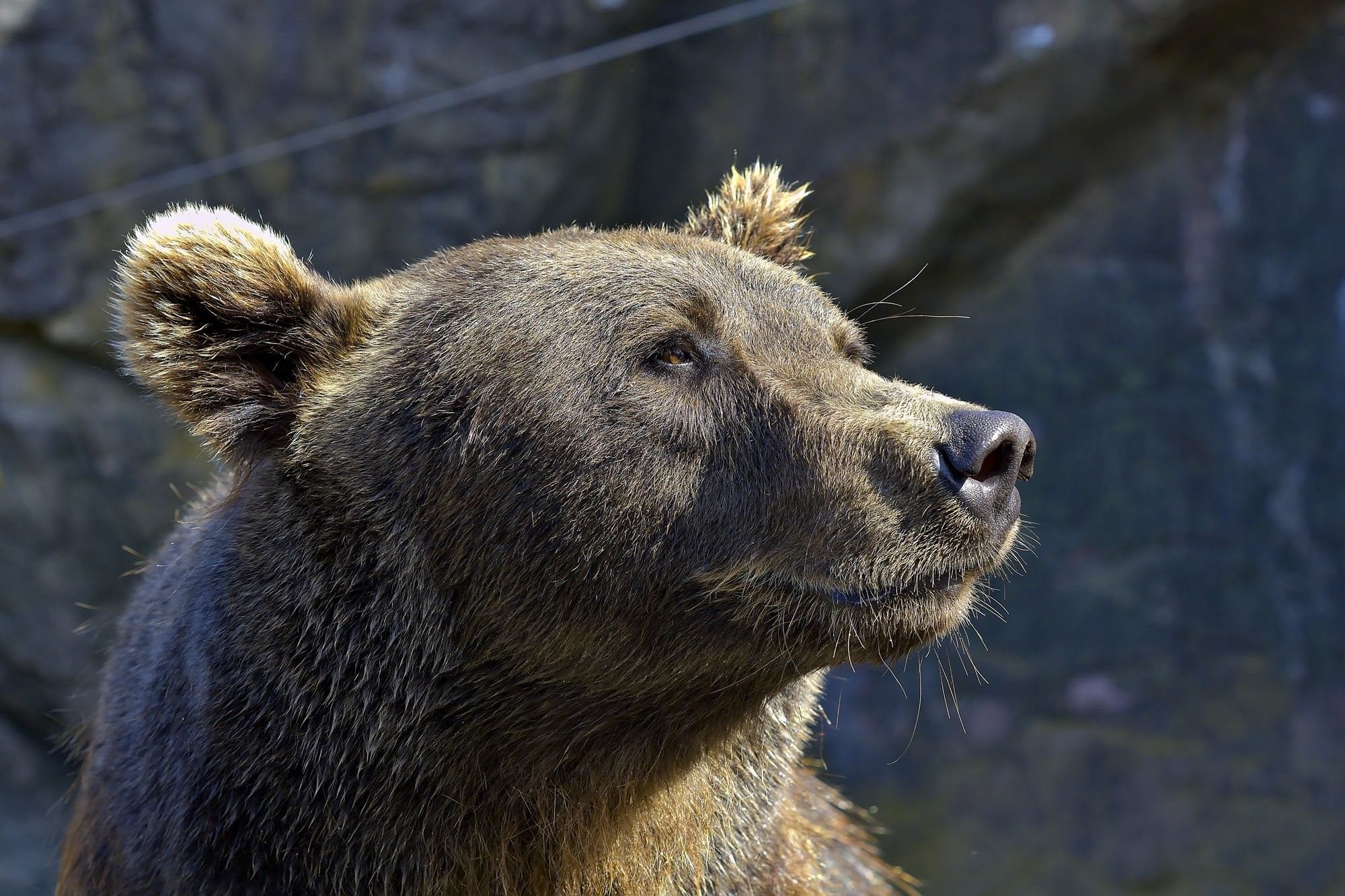 Медведь крупное млекопитающее. Медведь Гризли шатун. Бурый медведь шатун. Медведь бурый злой. Бурый медведь в Японии.