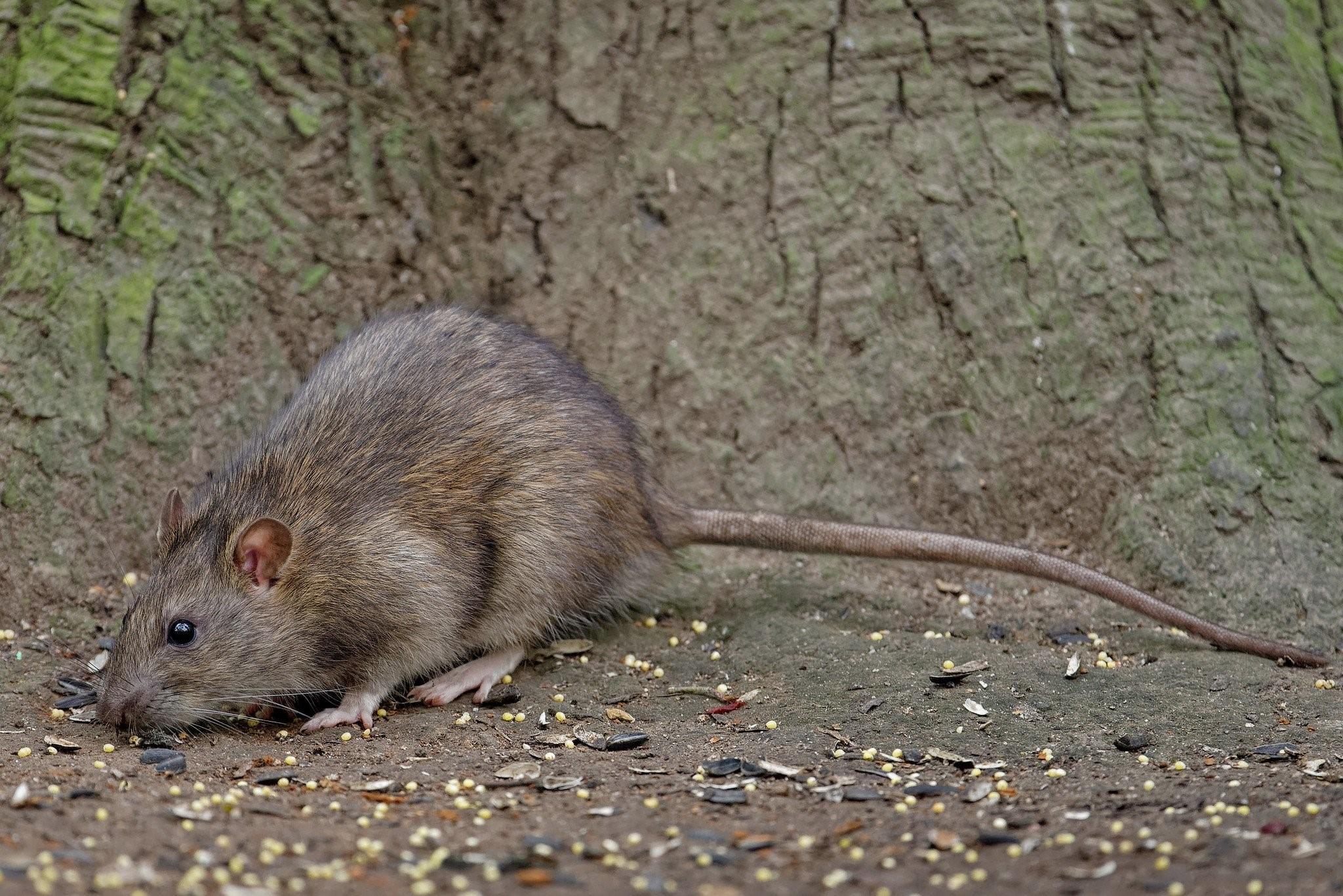 Серая крыса. Туркестанская крыса. Серая крыса (Пасюк) - Rattus norvegicus.. Серая крыса (Rattus norvegicus berkenhout, 1769). Серая крыса Пасюк.