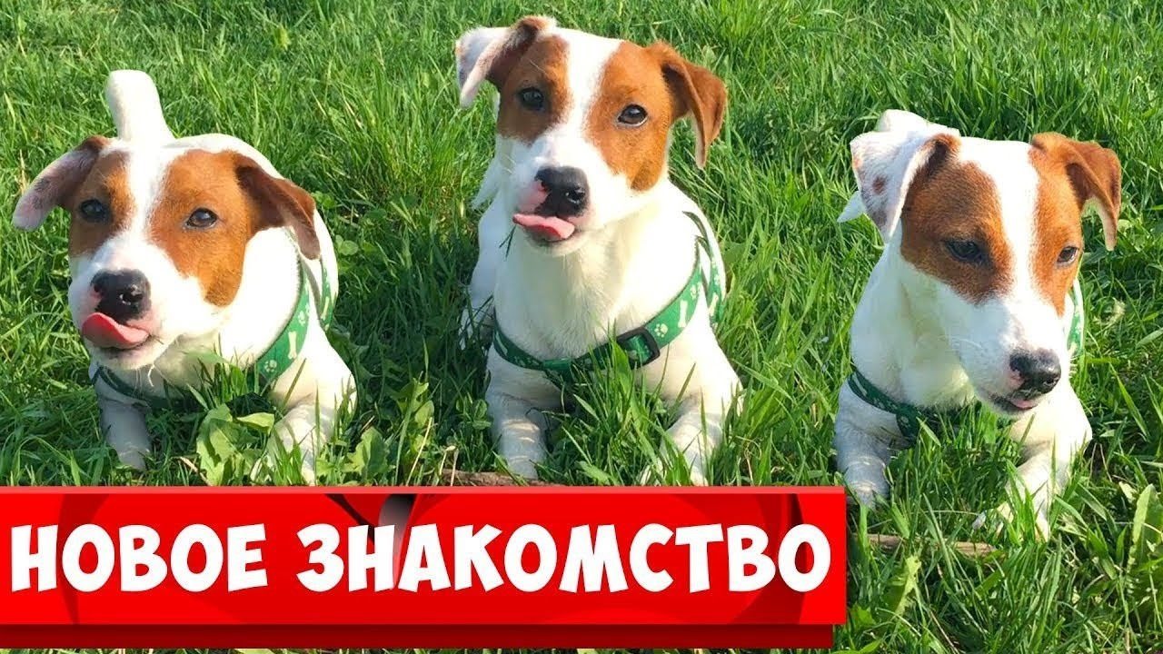 Про лаки бобо