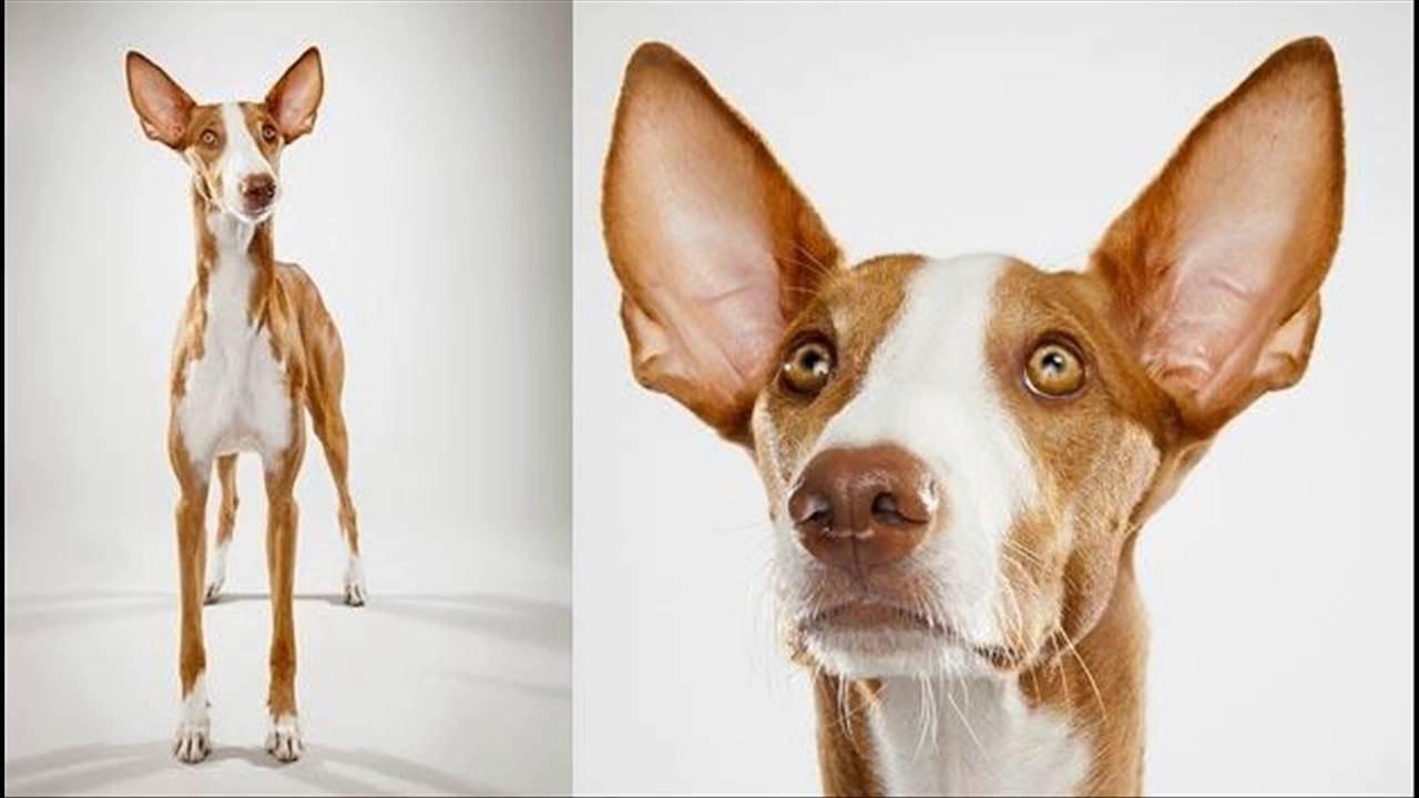 Собаки с длинными лапами и ушами