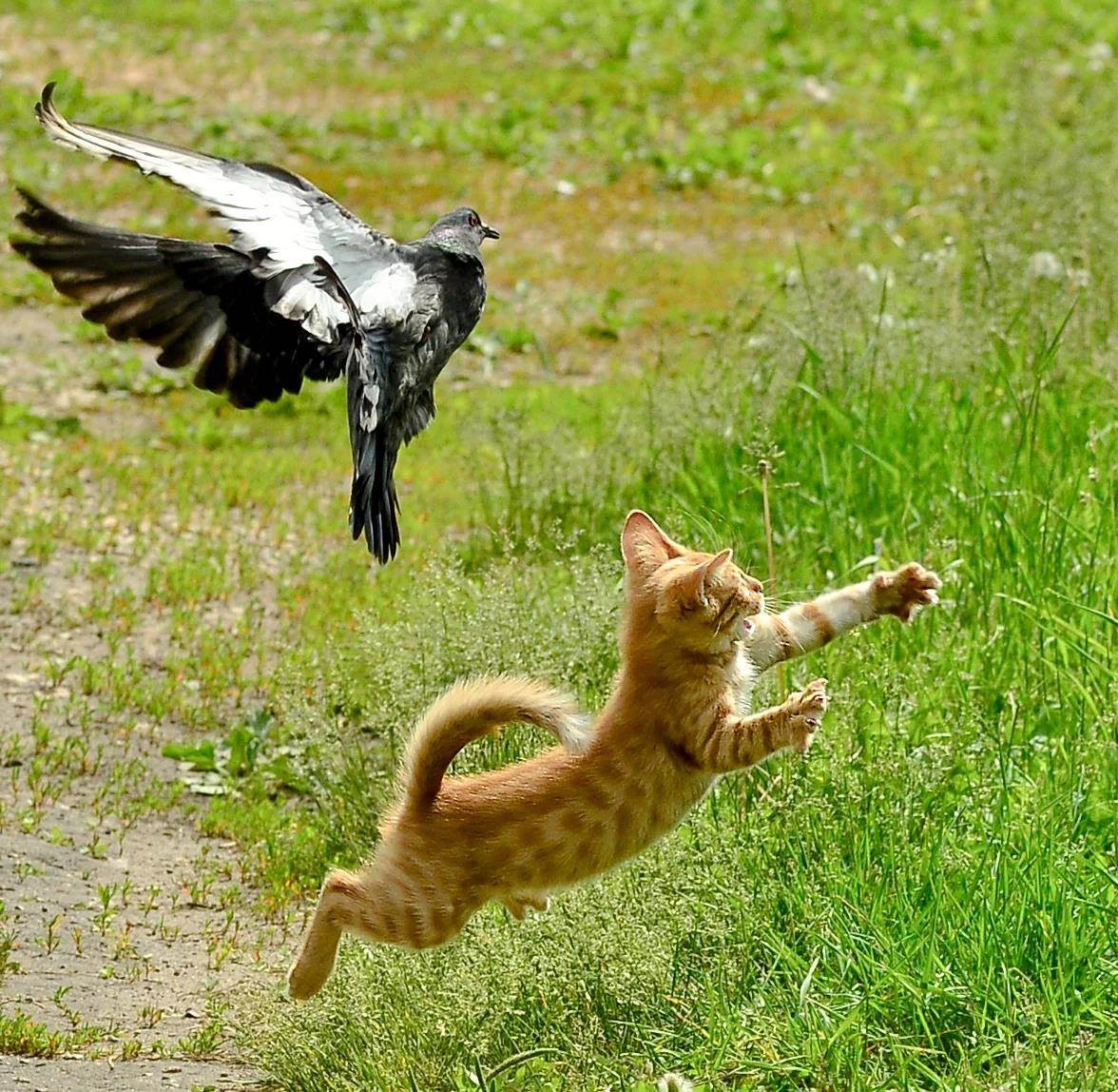 Догони кота. Кошка охотится. Кошка охотится на птиц. Кот в прыжке. Рыжая кошка в прыжке.
