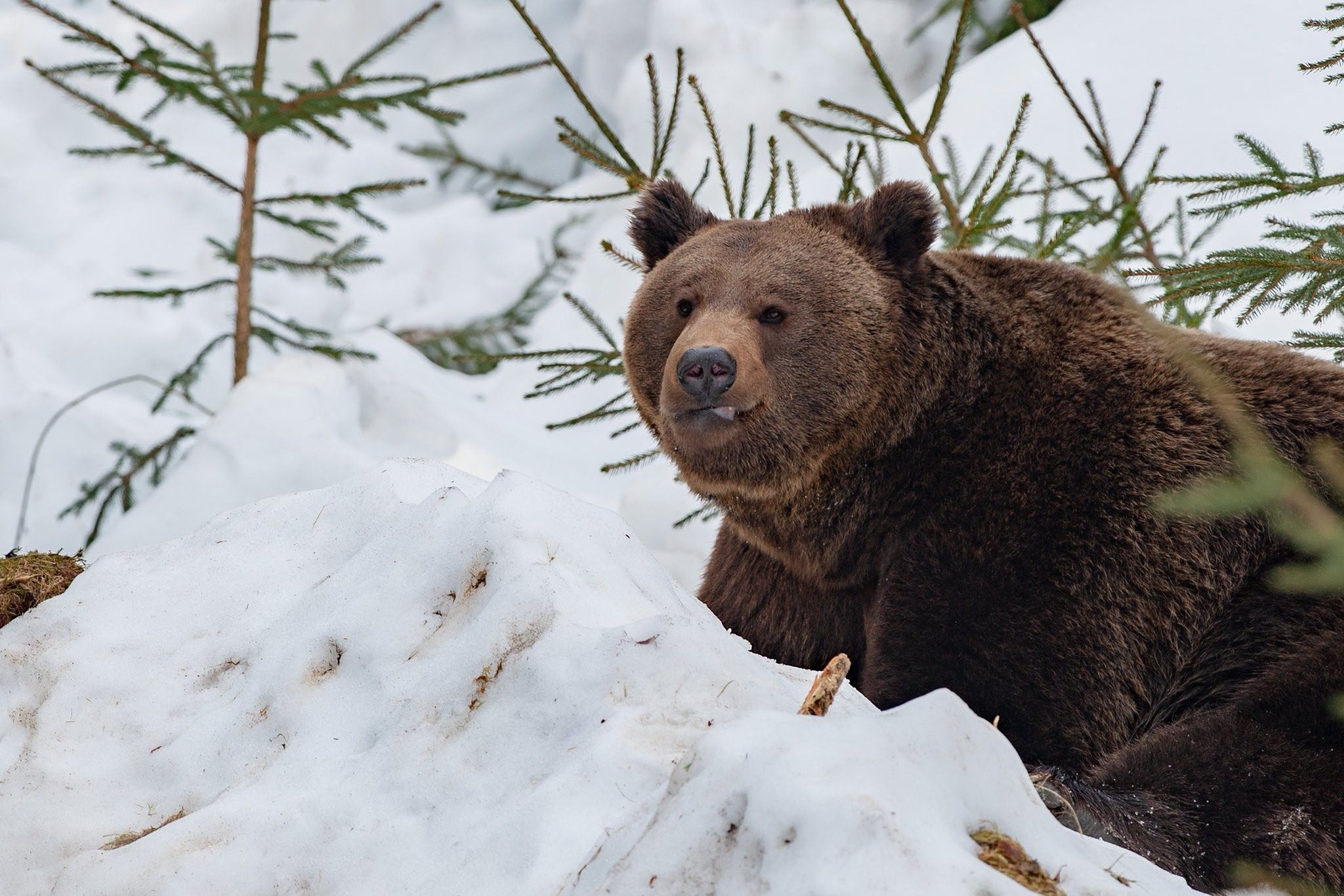 Когда просыпаются медведи в сибири. Бурый медведь в берлоге. Бурый медведь зимой в берлоге. Бурый медведь зимой. Бурый медведь в Подмосковье.