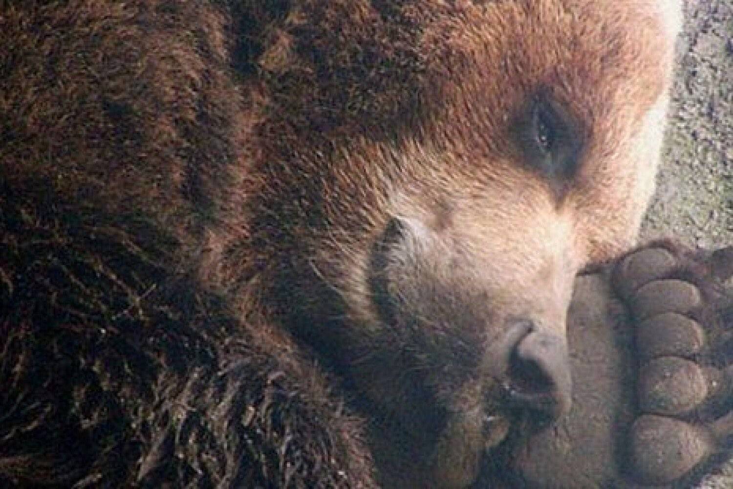 Медведь в берлоге лапу. Бурый медведь в спячке. Бурый медведь в берлоге. Берлога медведя. Спящие медведи.