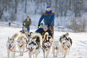 Катание на хаски в подмосковье