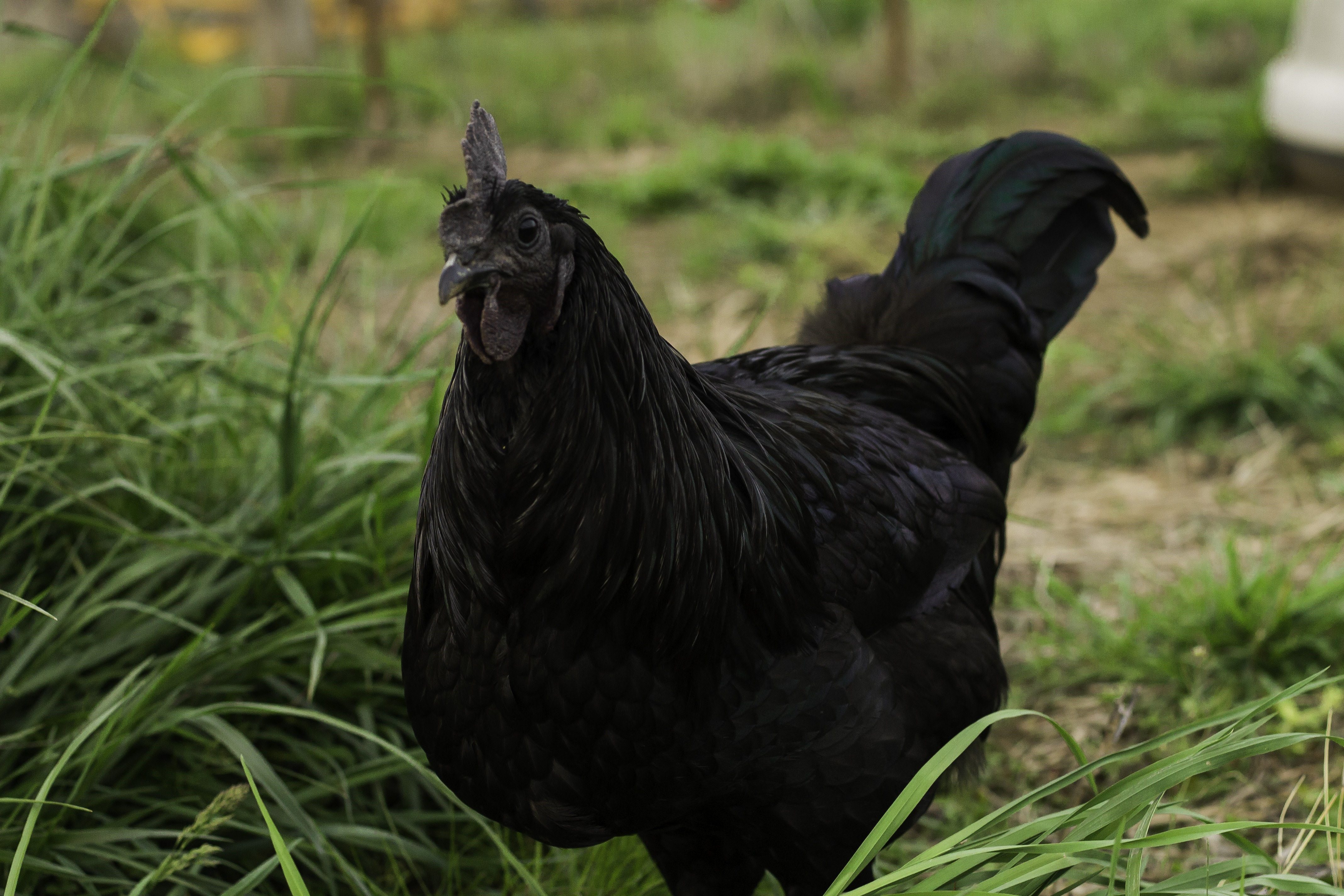 Как называется черная курица. Аям Цемани. Черный петух Аям Цемани. Аям Цемани порода. Курица Аям Цемани.