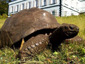 Самая Старая черепаха в мире Джонатан