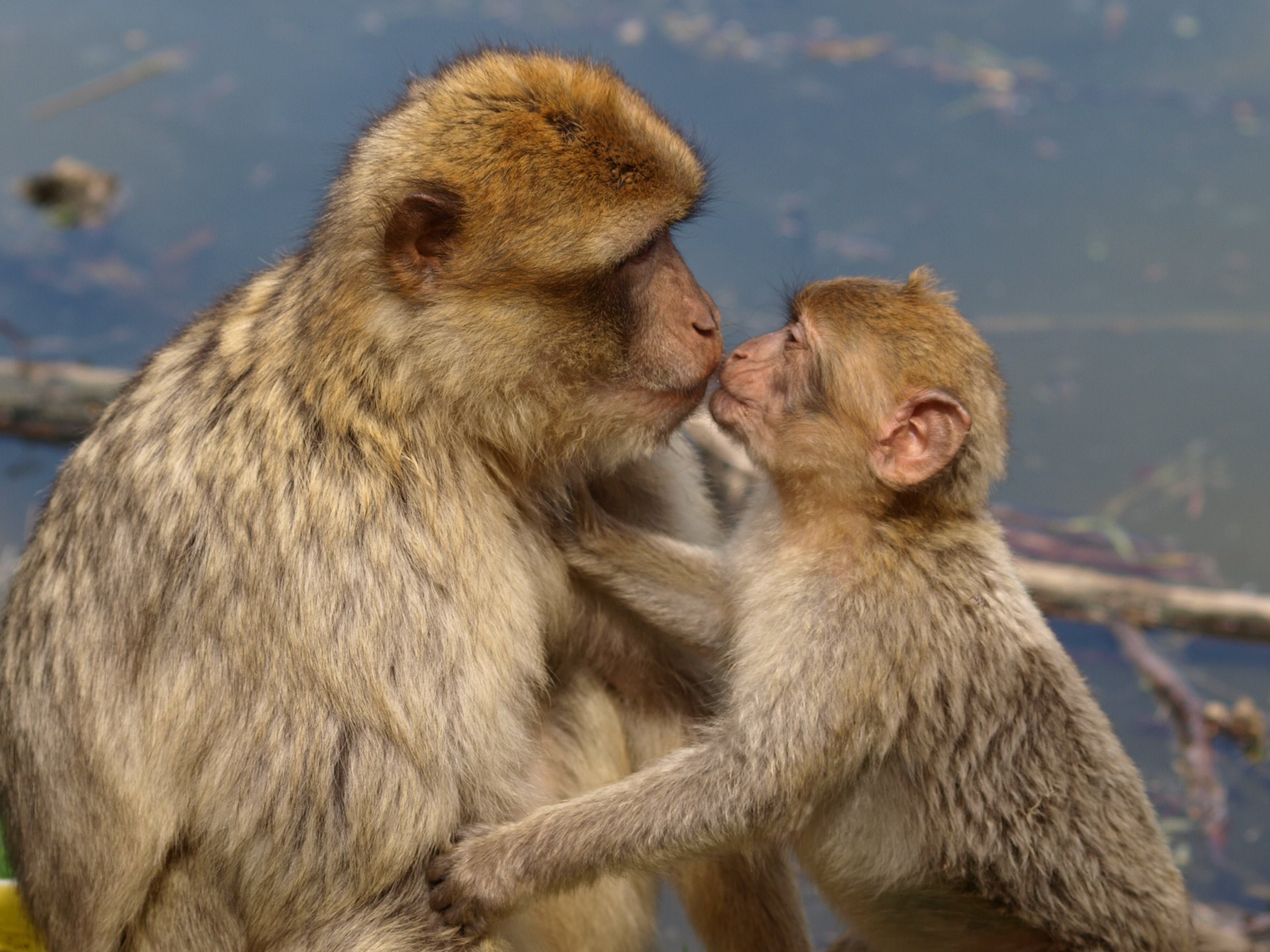 Эмоции присущи как людям так и животным. Детеныш обезьянки. Обезьянf c ltntysijv. Две обезьянки. Обезьянка мама и малыш.