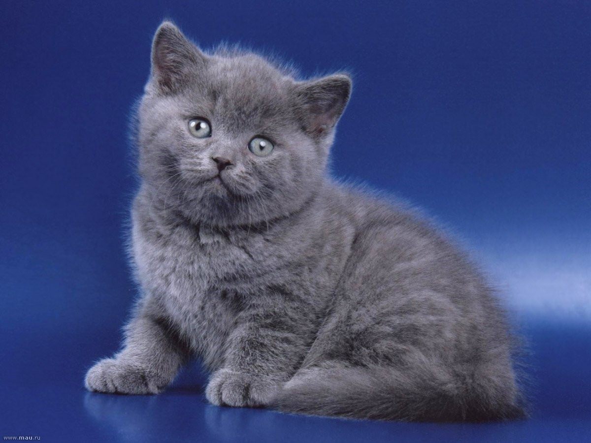 Фото британского голубого котенка 3 месяца
