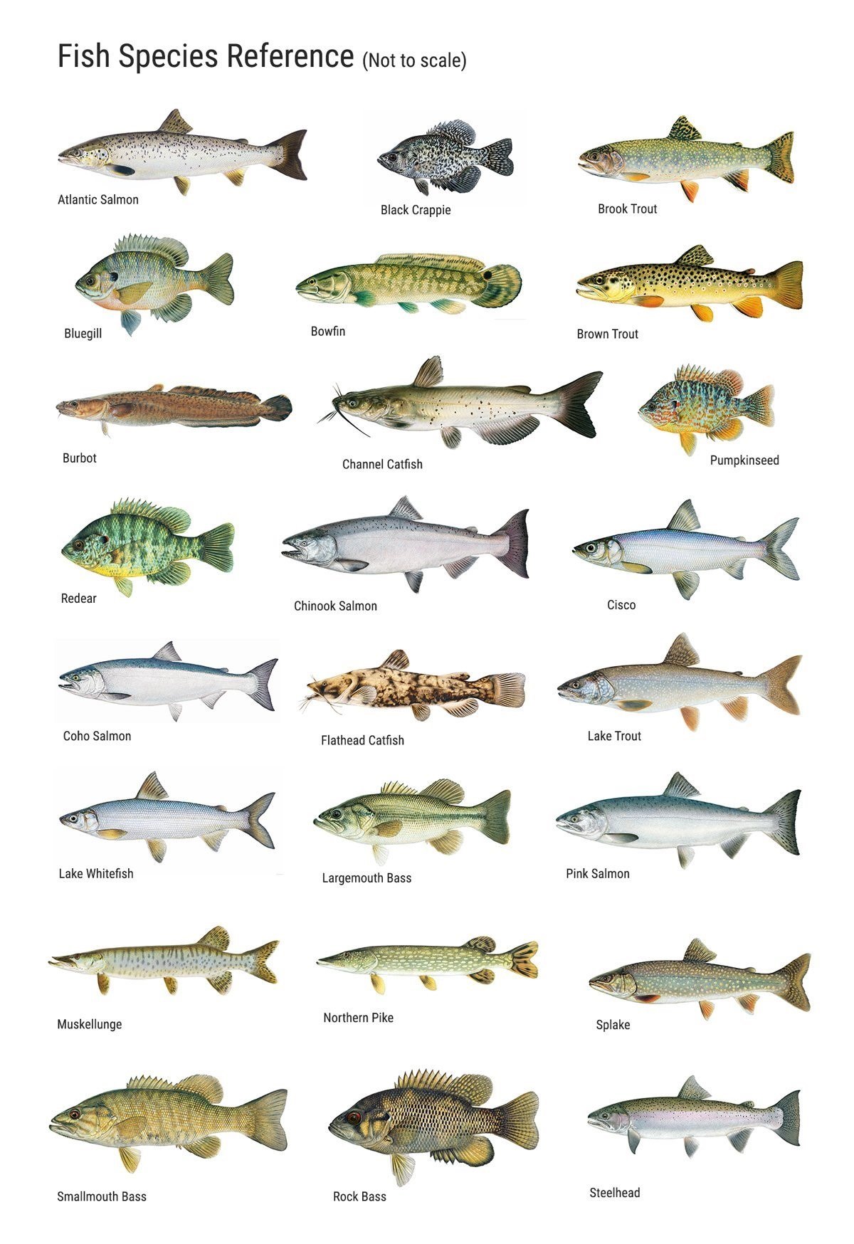 К какой породе рыб относится. Классификация пресноводных рыб. Классификация речных рыб. Речные рыбы названия. Виды всех рыб с названиями.