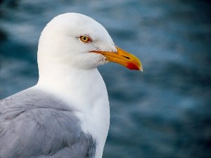 Альбатрос Крым птица