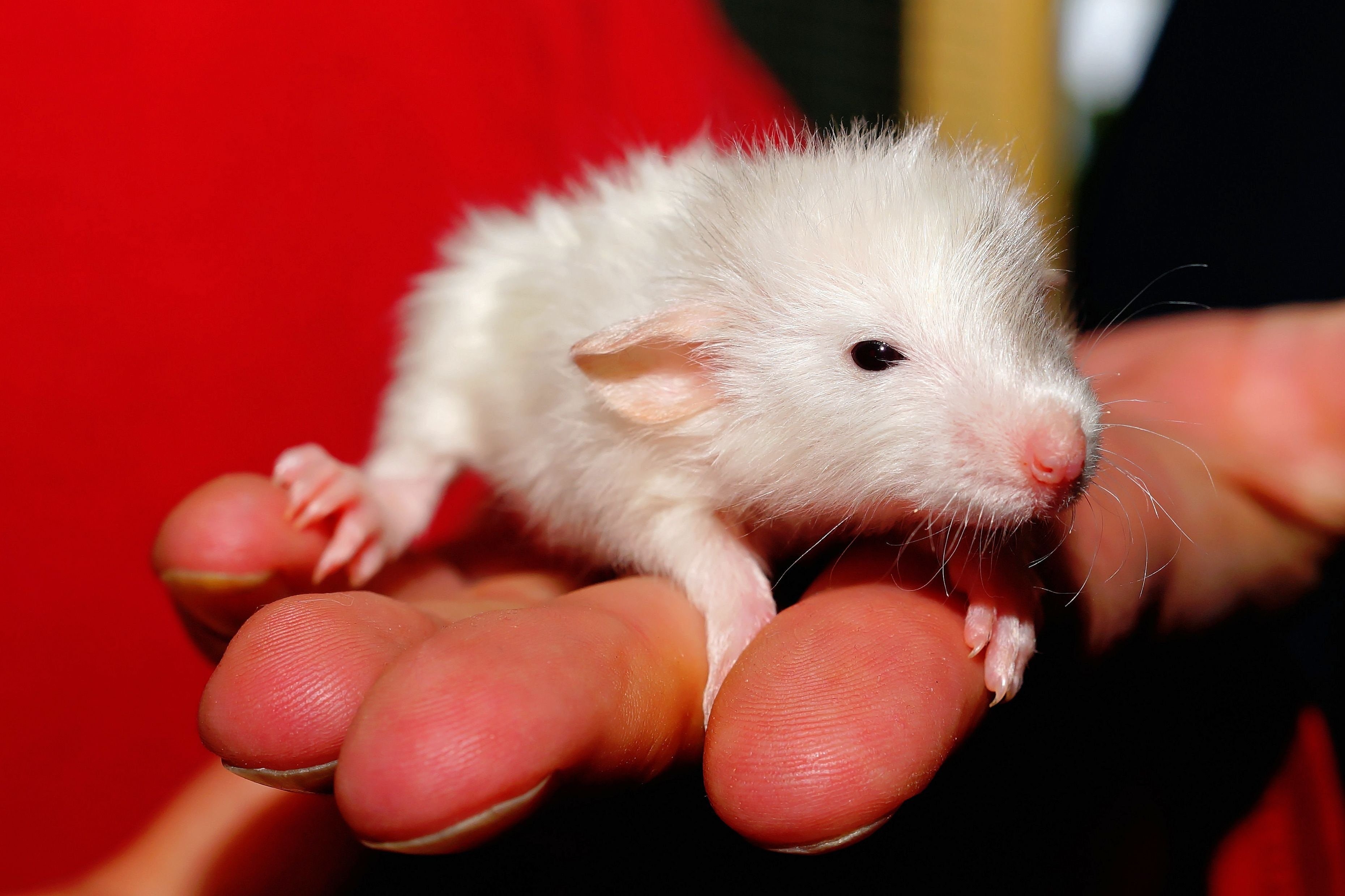 Маленькая белая крыса