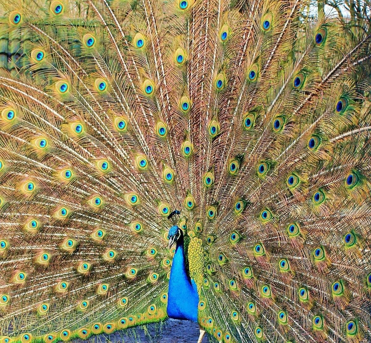 Павлины фото какие бывают