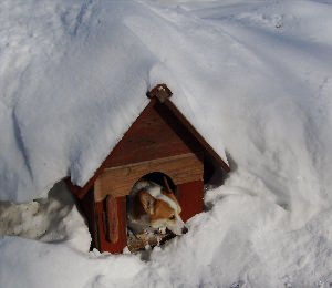 Собака в будке зимой