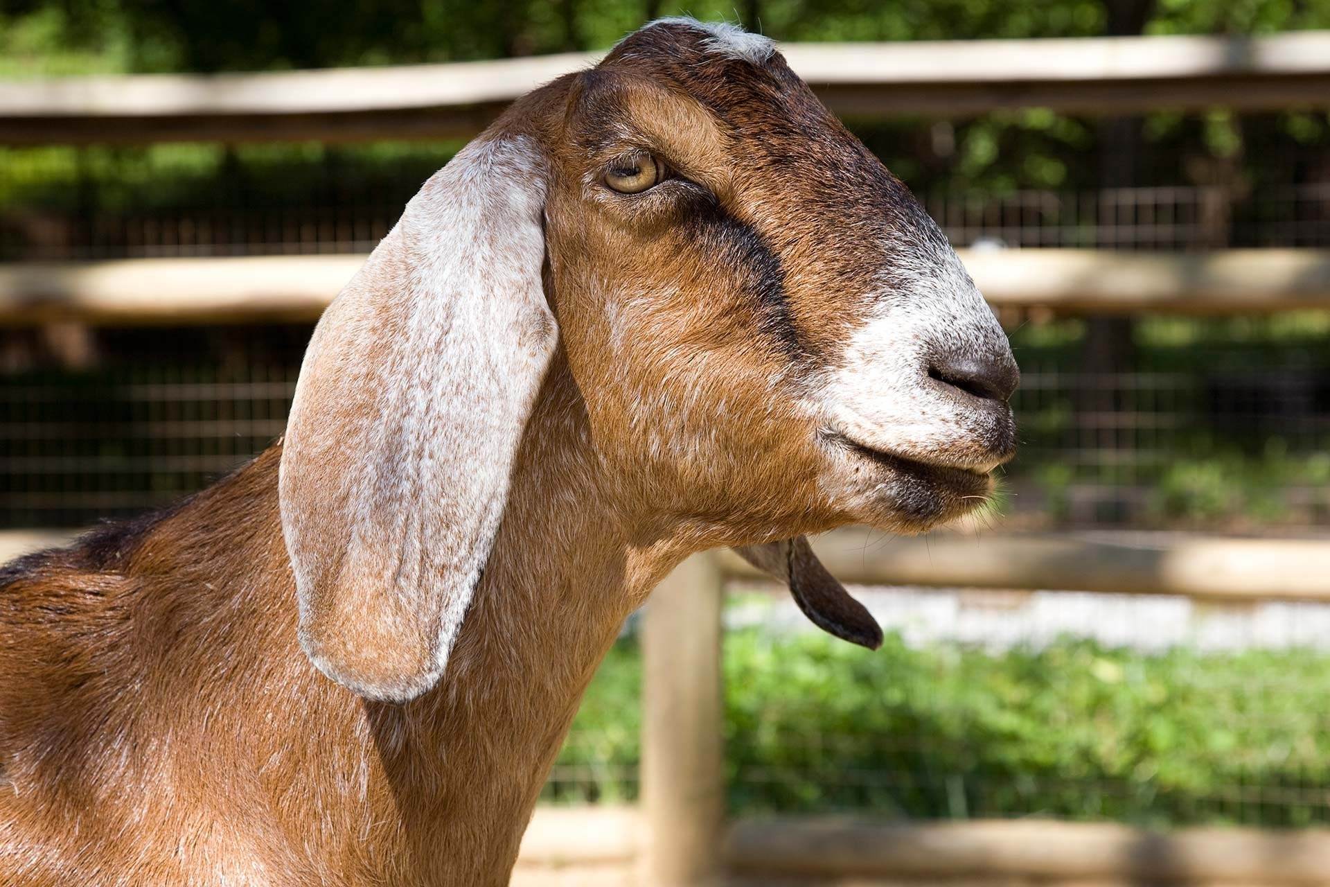 Порода коз с длинными висячими ушами фото и название