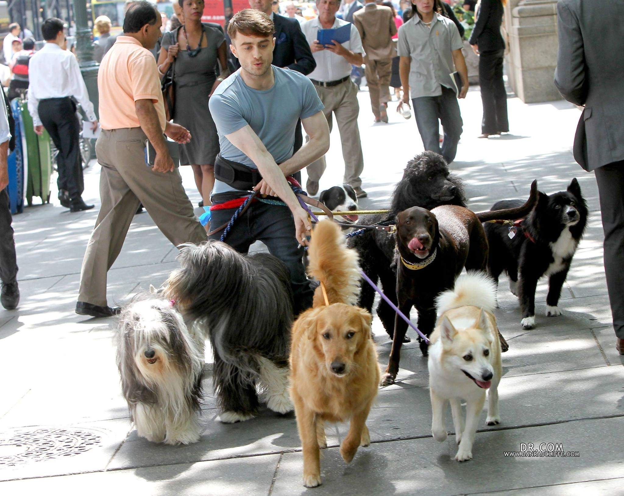 Дэниел Рэдклифф — Выгульщик собак. Дэниел Рэдклифф выгуливает собак. Дэниел Рэдклифф с собаками. Дэниел Рэдклифф и много собак.