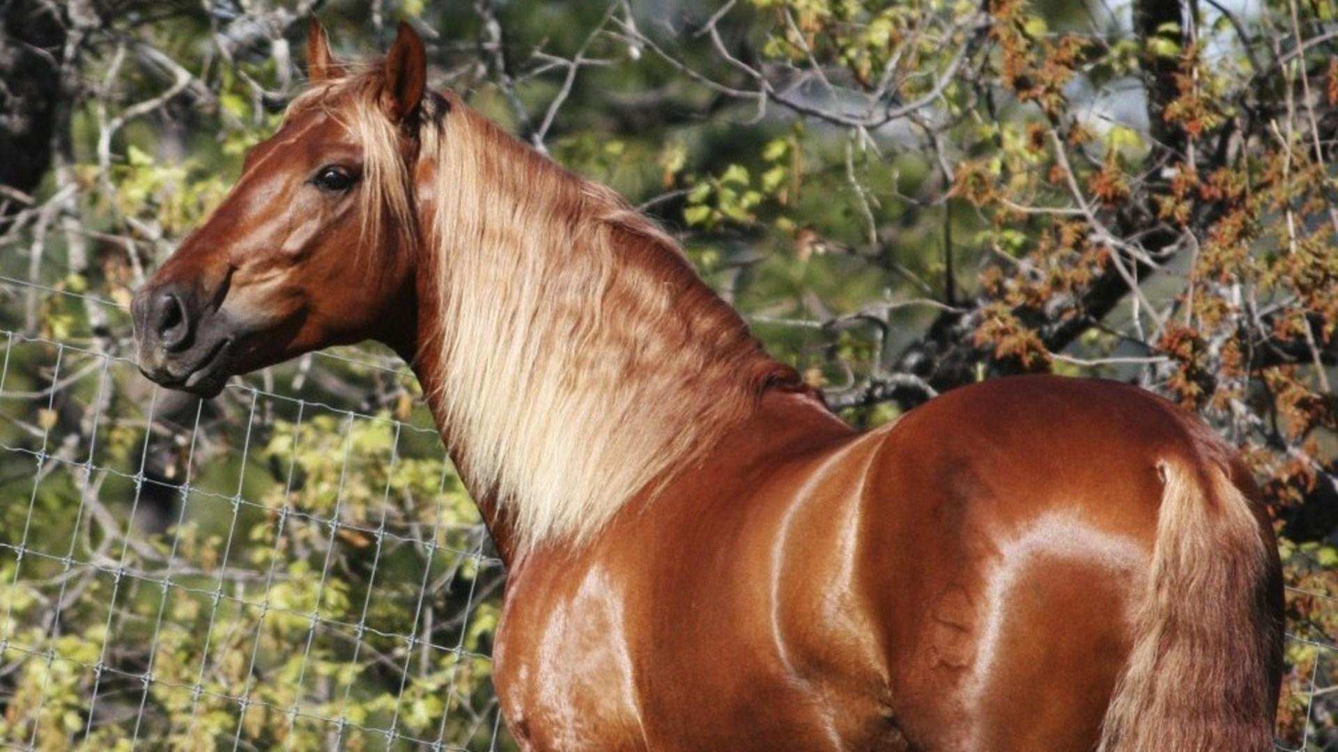 рыжая масть лошади фото