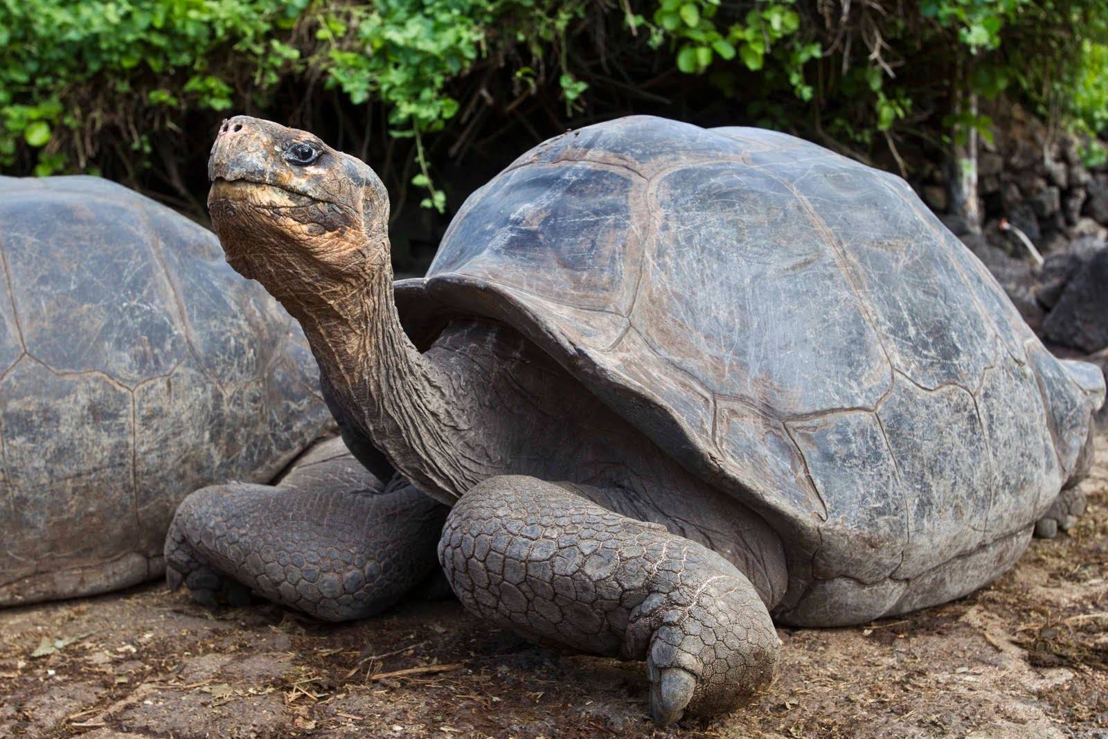 Большая галапагосская черепаха. Галапагосская черепаха. Галапагосская гигантская черепаха. Галапагосские острова черепахи. Гигантская черепаха Альдабра.