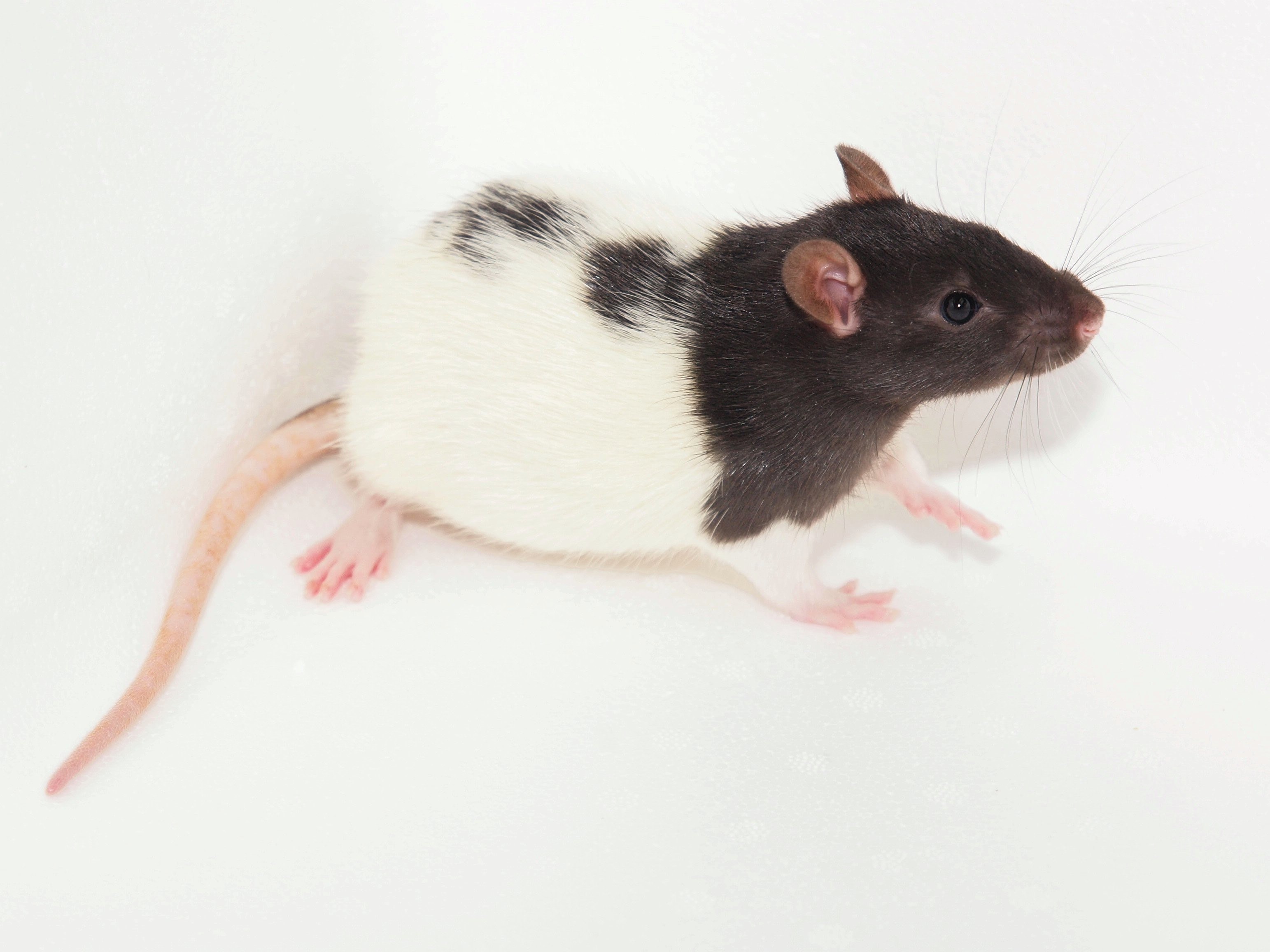 породы домашних крыс с фотографиями и названиями
