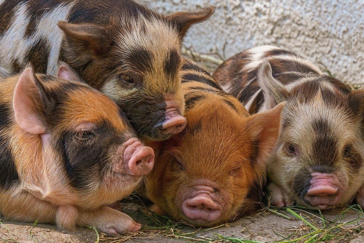 Породы свиней с фото и названиями в россии