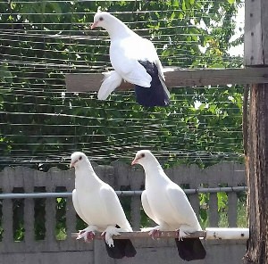 Северокавказские голуби