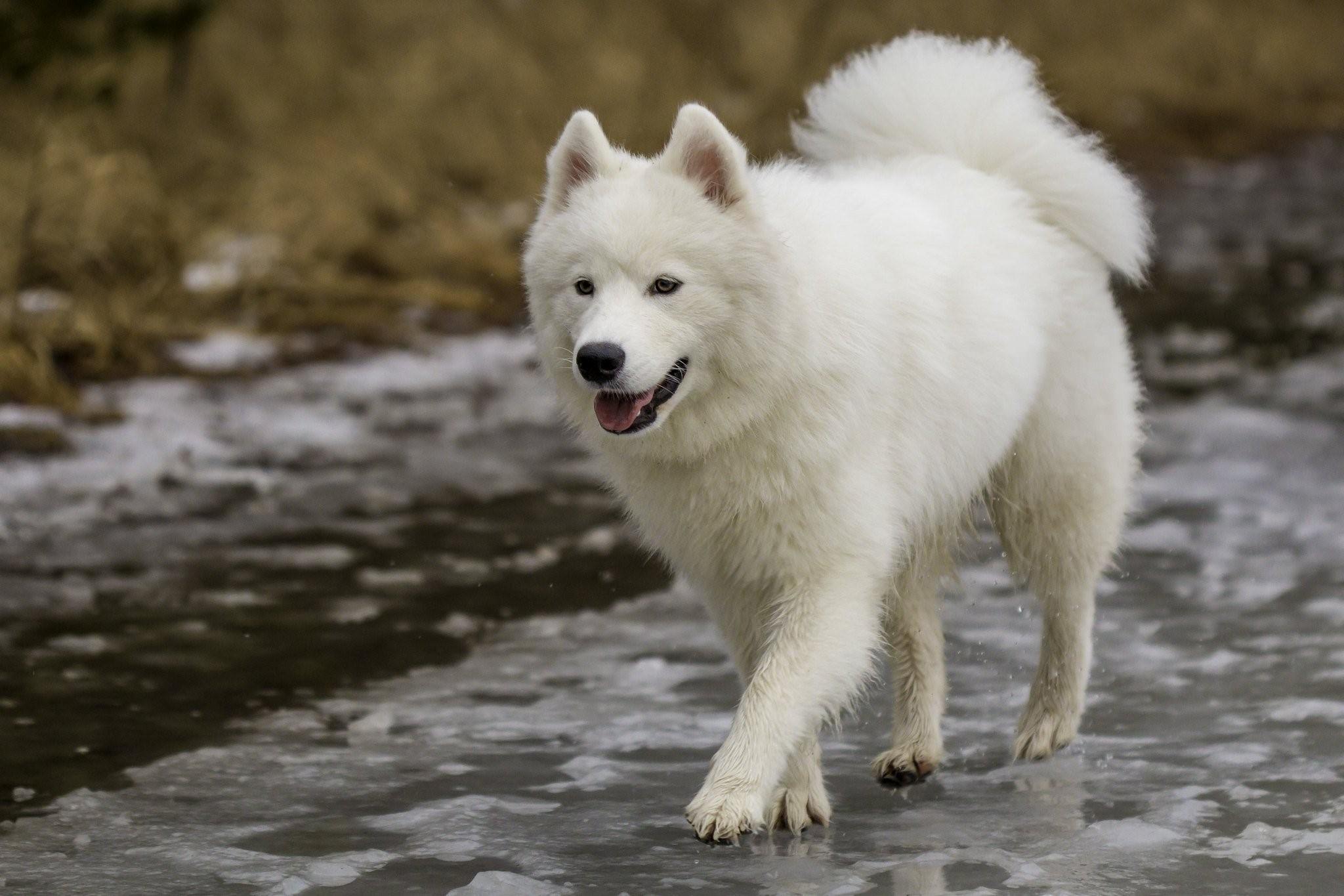 Ездовая собака с пушистой белой шерстью 6. Самоед собака. Лайка самоед. Самоед Волчья порода. Волчий самоед.