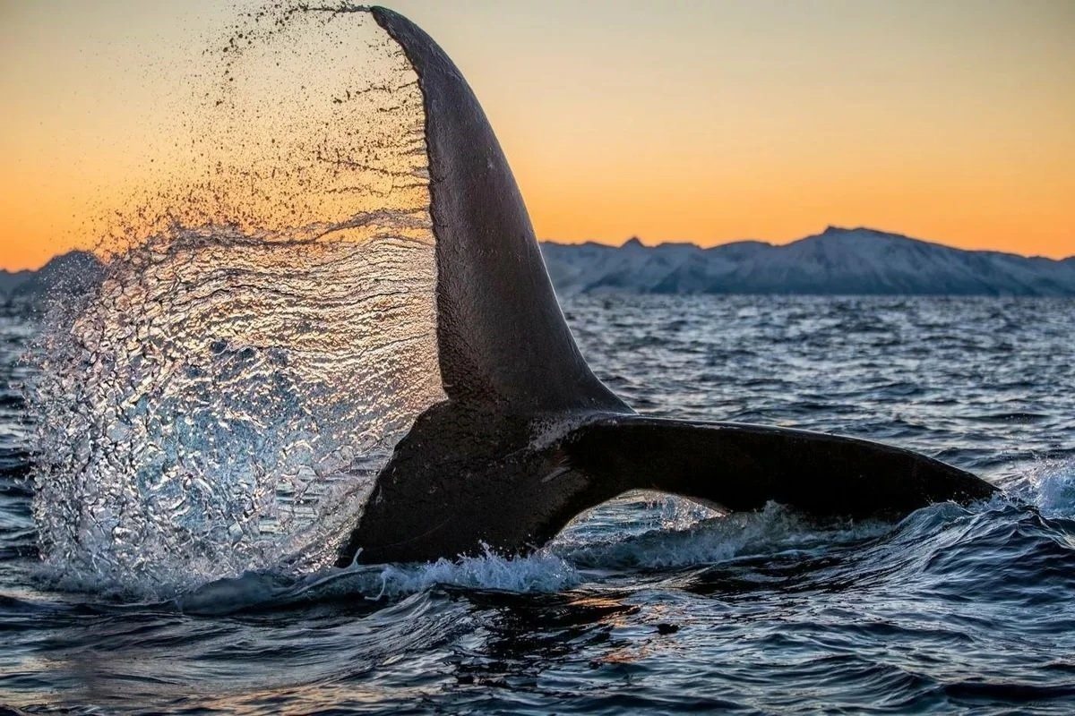 Зоологи узнают китов по фотографиям их хвостовых плавников задача