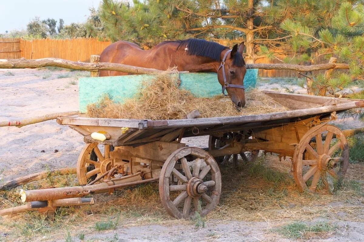 Фото телеги с лошадью с деревянными колесами