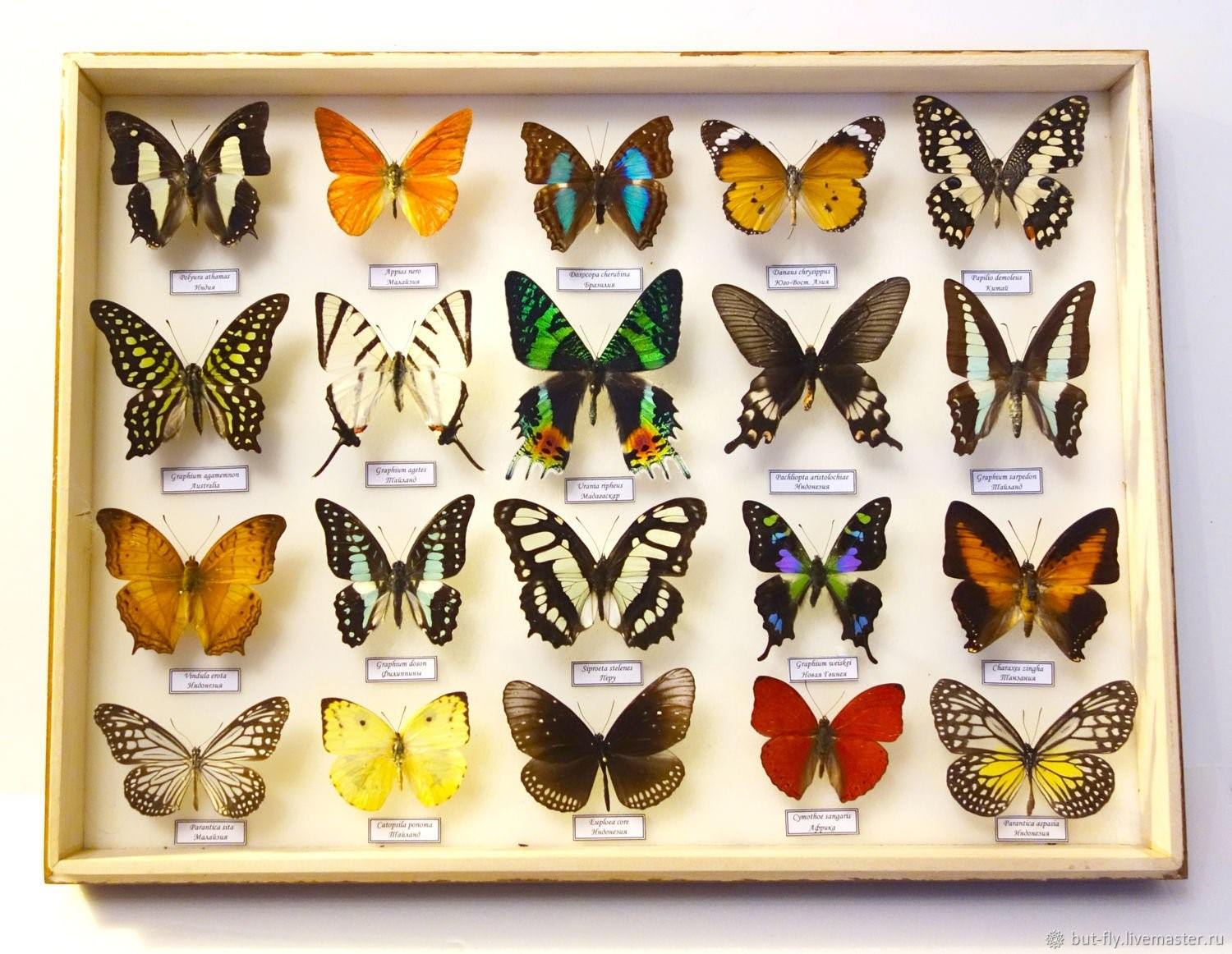 Определитель бабочек по фото онлайн