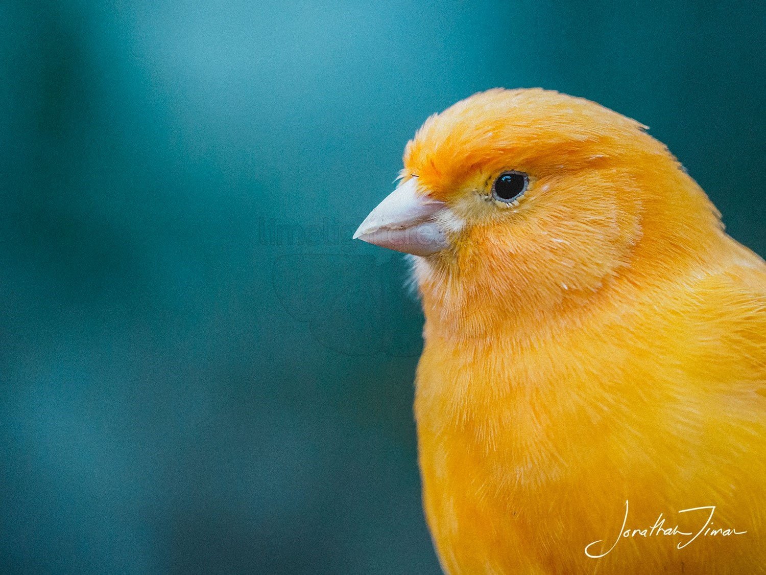 Птица Лимонного Цвета