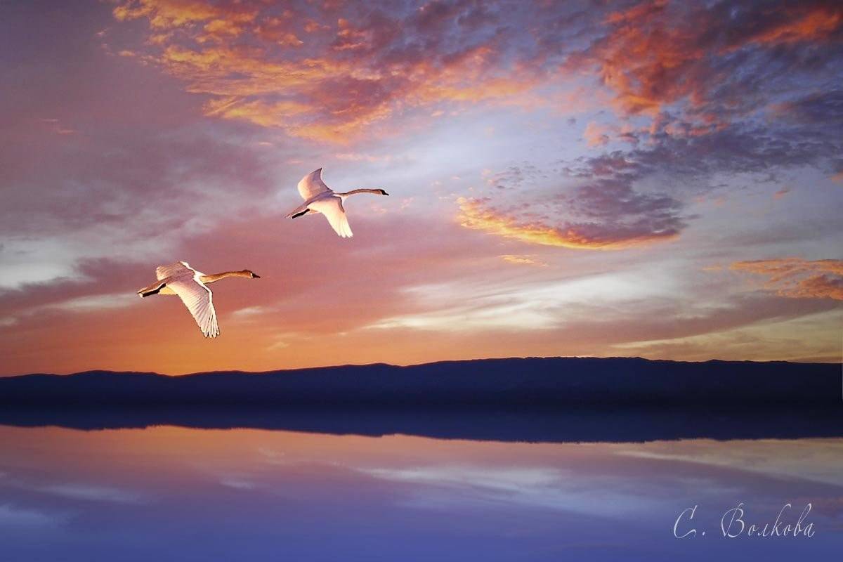 Льются песни крылатые. Лебеди в небе. Два лебедя в небе. Птицы над озером. Полет лебедя.