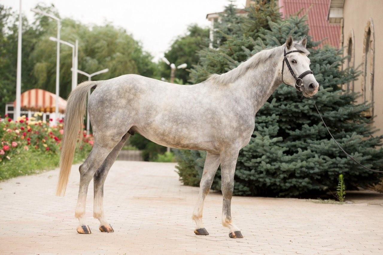 Белым киргизам. Новокиргизская порода лошадей. Буденновская порода лошадей. Буденновская высококровная лошадь. Будённовская лошадь серая.