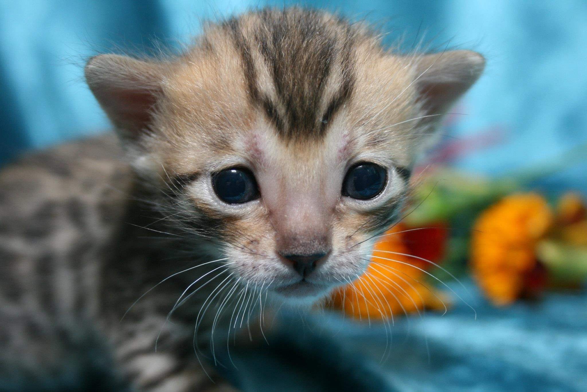 Плачущий кот. Котенок плачет. Маленькие котики. Плачущий котенок. Маленький котенок плачет.