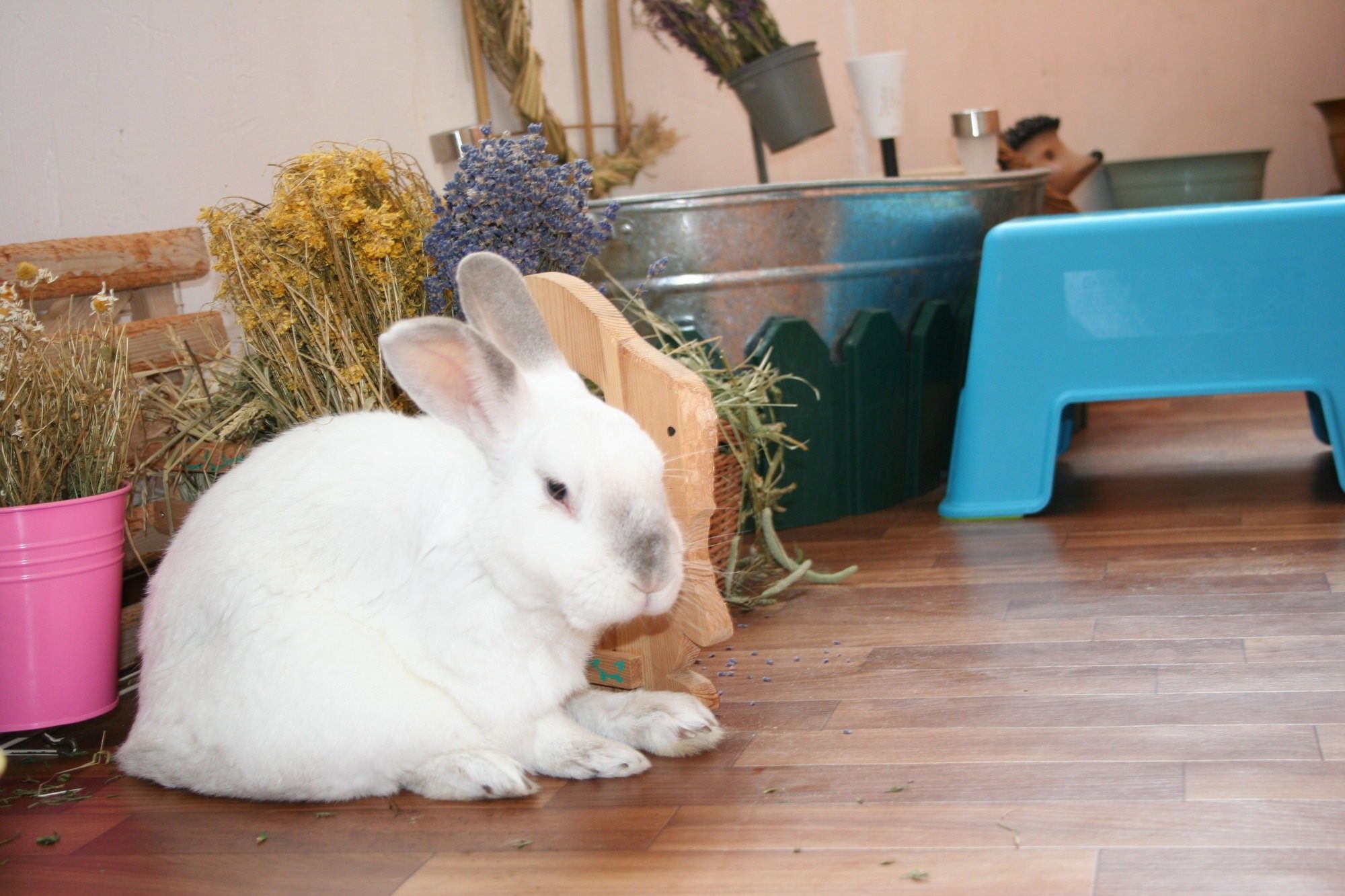 Кролики декоративные сколько живут в домашних условиях