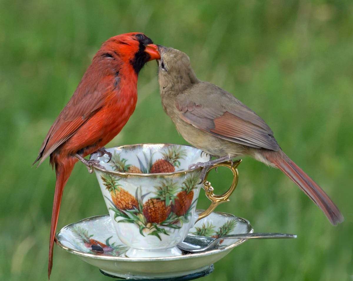 Morning bird. Красивые птички. С добрым утром птицы. Доброе утро птички. Птица любви.