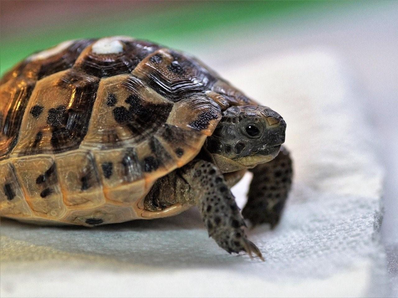 Черепахи минск. Среднеазиатская черепаха. Среднеазиатская красноухая черепаха. Среднеазиатская черепаха панцирь. Среднеазиатская сухопутная черепаха.