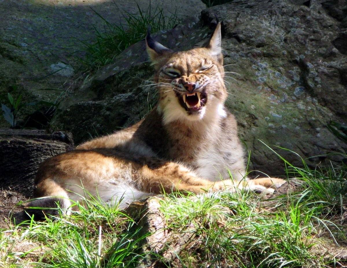 Разъяренно часть. Рысь Лесная кошка. Lynx issiodorensis. Татарская Рысь.