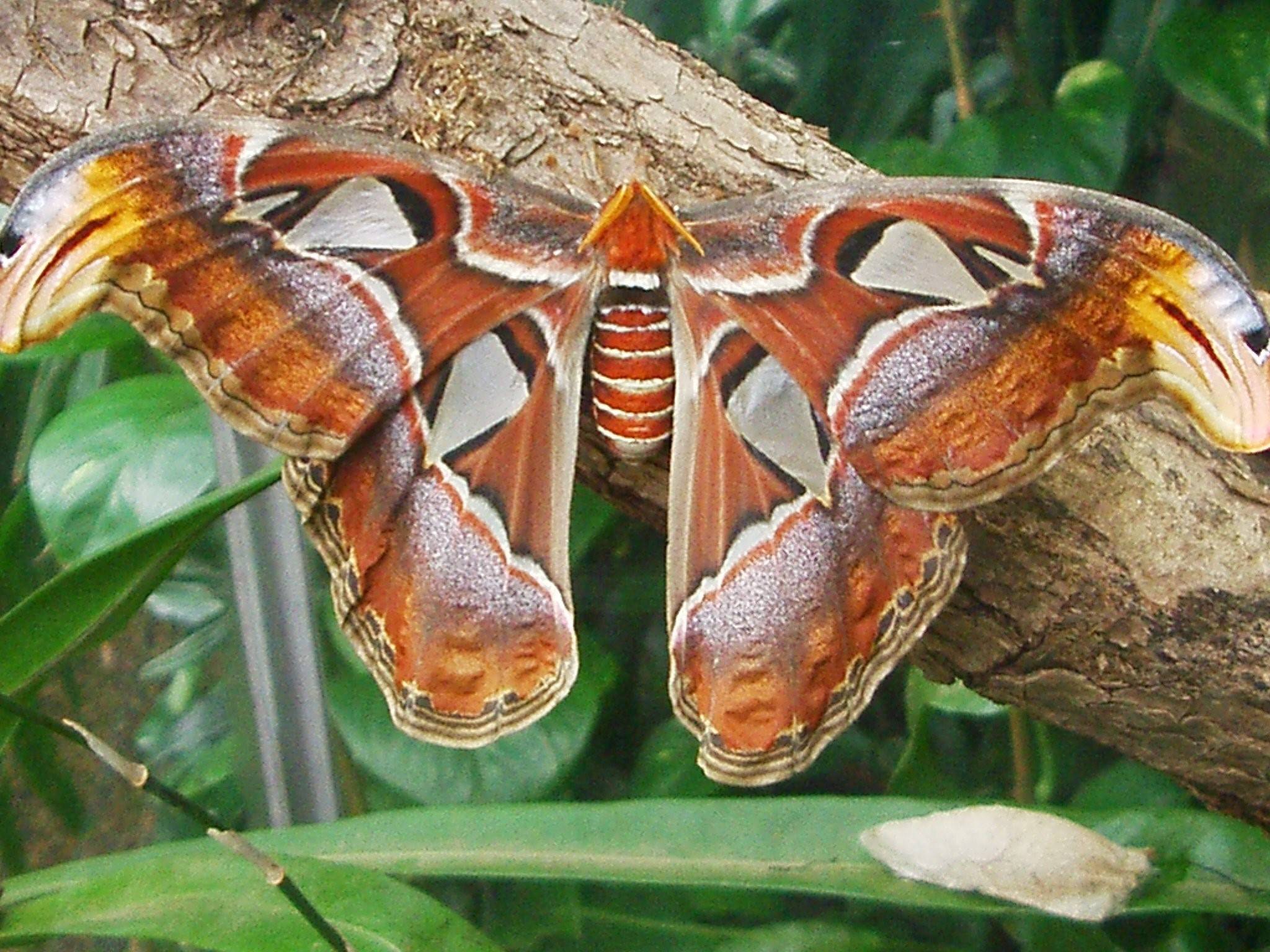 Большой бабочки фото название. Бабочка Павлиноглазка атлас. Attacus Atlas бабочка. Гигантские бабочки Павлиноглазка атлас. Павлиноглазка атлас Attacus Atlas.