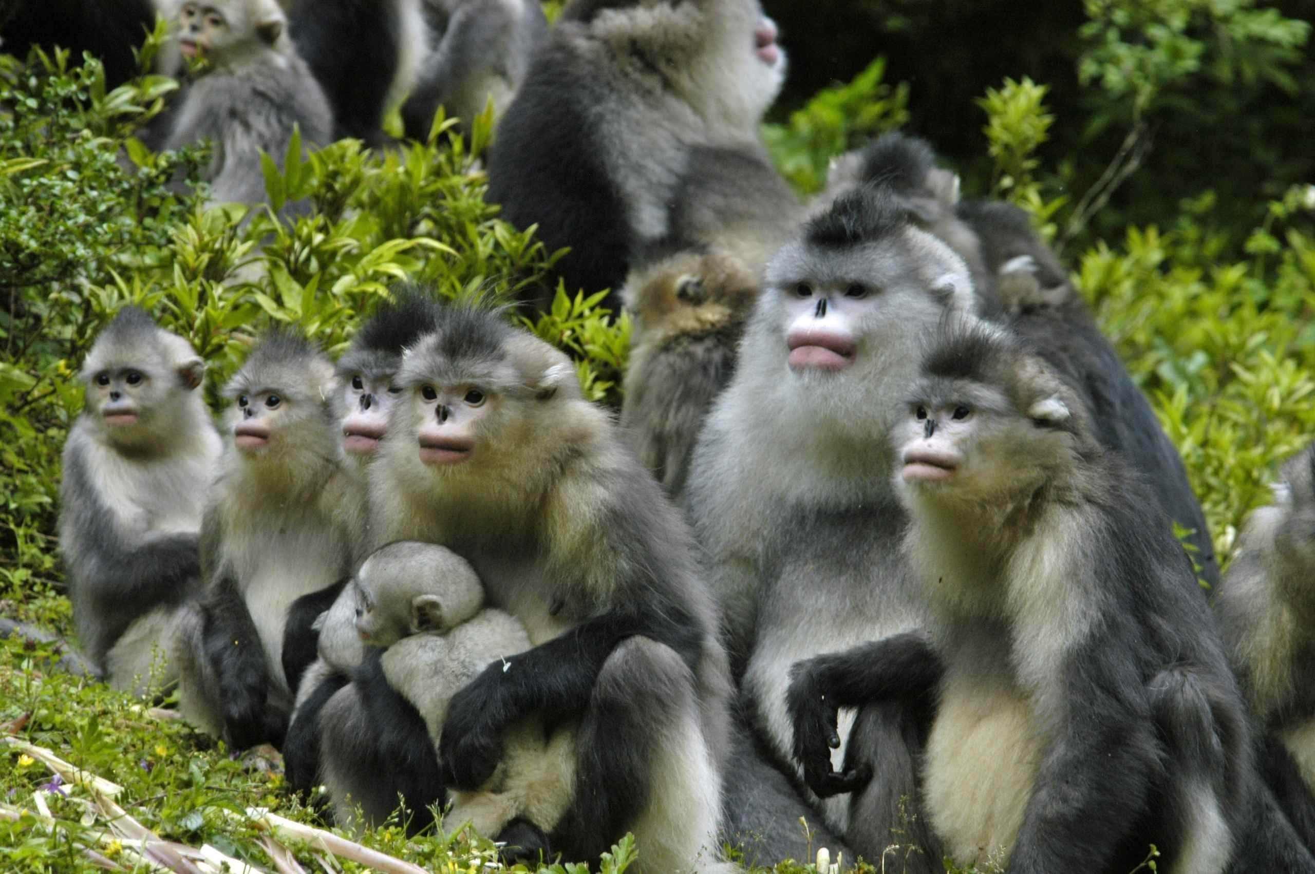 Толпа обезьян фото