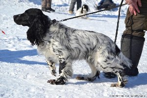 Спаниели поволжья